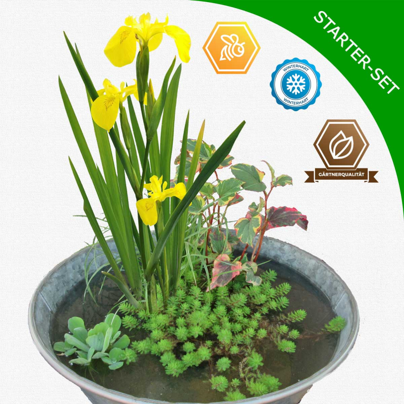 Anleitung zum Einpflanzen des Mini-Teichpflanzen Starter Set